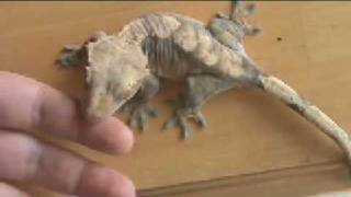 Crested Gecko Shedding [upl. by Nnor585]