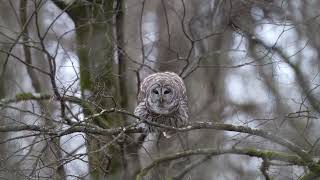 barred owl hooting [upl. by Lletram]