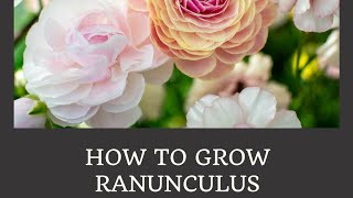 How to Grow Ranunculus Part 1 [upl. by Deering]