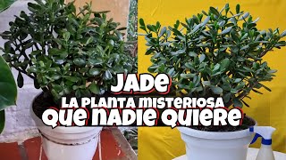 JADE🌿MISTERIOSA PLANTA QUE TODO EL MUNDO QUIERELiliana Muñoz [upl. by Buseck]