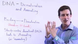 DNA Denaturation Melting and Annealing Renaturation [upl. by Dotty142]