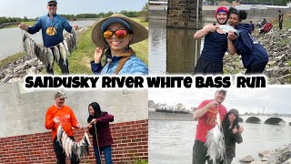 SANDUSKY RIVER WHITE BASS RUN [upl. by Leakcim]