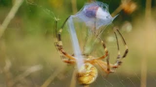 Spider Wraps And Eats Victims [upl. by Greff442]