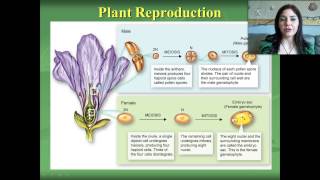 Plant Reproduction and Hormones [upl. by Ferne]