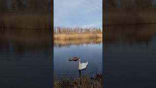 Naturreservat Örebro Sweden 🇸🇪 [upl. by Boff]