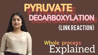 Pyruvate decarboxylation Link reaction mechanism [upl. by Siroved]