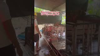 PINTUAN NG DIY FARROWING PEN pigpen pig shorts diy farrowing [upl. by Connel]