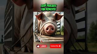 Pobre cerdito 🐷😢 shotsviral cerdo cerditos pig historiasanimadas animales shorts [upl. by Sielen589]