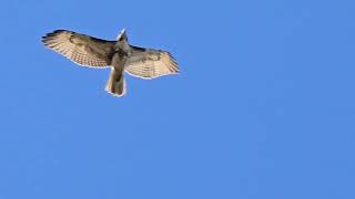 Опасное ⚠️ небо в октябре 🍂 для голубей 🕊Juvenile male redtailed hawk attacks a pigeon in the sky [upl. by Jacobba381]