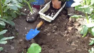 Planting out climbing French beans [upl. by Lekcar]