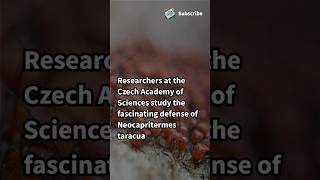 Defense Mechanism of Neocapritermes Taracua Termites biology ytshorts shorts sciencenews [upl. by Tori]