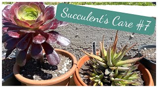 🌵succulentscare 7  aeonium senecio haworthia et delosperma  Prendre soin de ses succulentes [upl. by Handel]