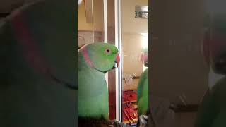 Parrot Voice training [upl. by Artimed]