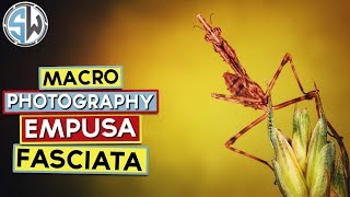 Macro Photography  Empusa Fasciata [upl. by Blankenship]