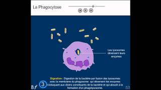 La phagocytose Animation et explication simple shorts [upl. by Turnheim]