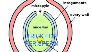 what is perisperm trick for perisperm [upl. by Sumerlin]