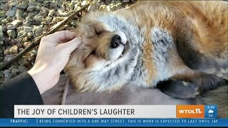 This adorable laughing fox is sure to get you smiling  Your Day [upl. by Neeloc]