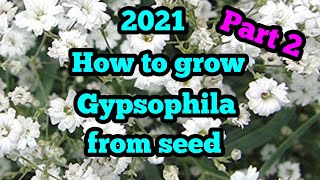 2021 How to grow Gypsophila from seed with guaranteed results every time part 2 [upl. by Dalenna]