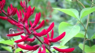 Coral bean Erythrina x bidwillii Bidwills Hybrid Coral Bean [upl. by Callas]