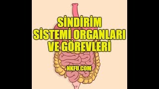 Sindirim Sistemi Organları ve Görevleri [upl. by Aeslehs556]