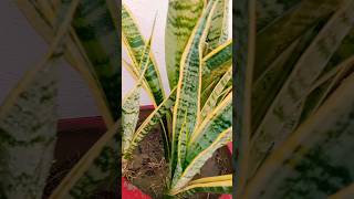 Snake plant care tips youtubeshorts gardeningtipsforbeginners shorts gardening [upl. by Cilegna]