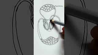 Diagram of circulatorysystemBiologyclassSciencepracticalproject viral circulatorysystem shorts [upl. by Byron]