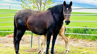 Irene and Umbriel WoW APSL Lusitano Mare and Filly ridethewrightway wwwwwarenacom [upl. by Hephzipa]