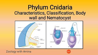 Phylum Cnidaria Coelentrata  Characteristics Classification Cnidocytes Nematocyst of Cnidarians [upl. by Gemma]