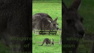 What is the scientific name of the Kangaroo kangaroo [upl. by Rois]