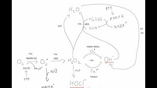 Oxidative Burst and ROS [upl. by Turley]