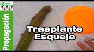 Cómo TRASPLANTAR un esqueje de 🌵 CACTUS sin raíces con hormonas👩‍🌾👨‍🌾 [upl. by Ardnasella497]