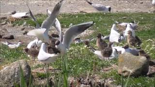 Blackheaded Gull breeding colony [upl. by Aynatahs]