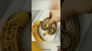 amazingfacts intelligentcreatures snake factsinhindi interestingfacts animals song [upl. by Zerep]