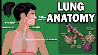 ANATOMY OF THE LUNGS [upl. by Audres969]