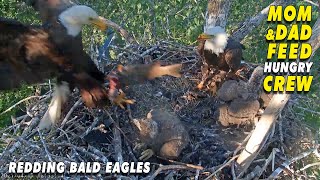 Dramatic Evening Meal  Raw Footage  The Redding Eagles [upl. by Atiugal]