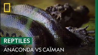 Anaconda vs caïman  qui aura le dessus [upl. by Naivaj821]