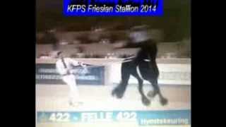 KFPS Friesian Stallion FELLE 422 Hengstenkeuring 2014 [upl. by Notgnihsaw]