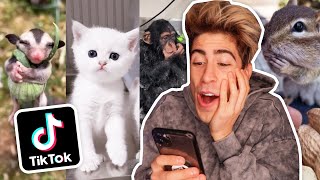 REACCIONANDO A ANIMALES DE TIKTOK [upl. by Yblok]