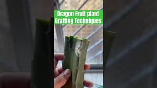 Dragon Fruit plant Grafting Techniques  Best Grafting Guide dragonfruit ytshorts viralshorts [upl. by Analim]