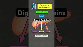 🔥 How to Remember the Function of the Pancreas Digestive System [upl. by Annavahs849]