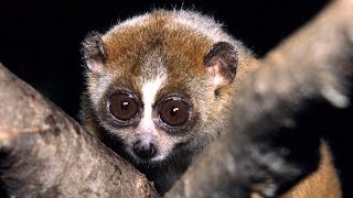 Science Bulletins Slow Loris Venom—Solving a Toxic Puzzle [upl. by Leiser]