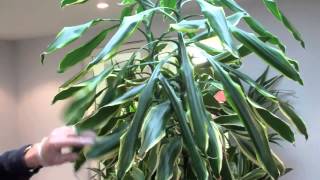 How to prune a dracaena by Nature at Work [upl. by Bertasi115]