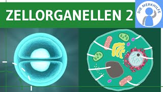 Zellorganellen amp ihre Funktionen 2  GolgiApparat Lysosomen Mitochondrien Chloroplasten Vakuole [upl. by Yaffit757]