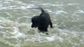 Barney swimming at LeeontheSolent Beach [upl. by Seditsira]