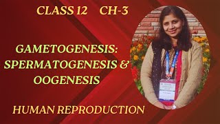 Gametogenesis Spermatogenesis Sperm Oogenesis Ovum Human Reproduction CBSE Class 12 Biology [upl. by Perren]