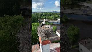 baby storks on a sunny day shorts babystorks storknest storks [upl. by Coates]