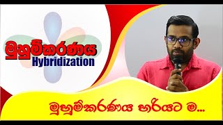 Hybridization  මුහුම්කරණය [upl. by Einram]