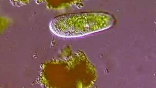 Инфузория туфелька Paramecium caudatum [upl. by Stedmann]