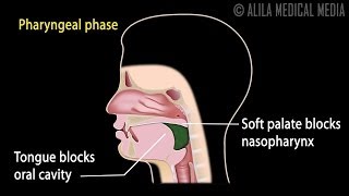 Swallowing Reflex Phases and Overview of Neural Control Animation [upl. by Hildagarde819]