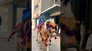 Horse 🐎 Riding  horse horses ghoda horseriding horselover ytvideo shortsfeed dhruhi [upl. by Galligan288]